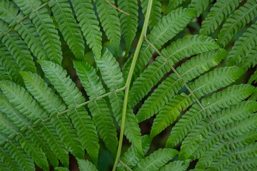 Textured and surface of Eagle fern green leaf on the camping ground. The photo is suitable to use botanical content media, environmental poster and nature background.