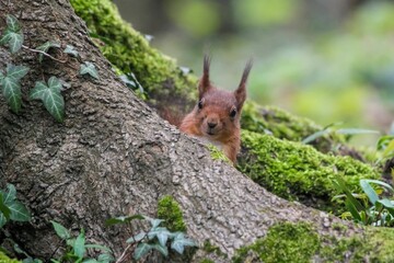 Closeup of a vibrant Sciurus vulgaris ognevi in a lush green with a blurry background