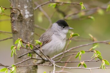 Black-headed warbler bird perched on a tree branch surrounded by lush green foliage