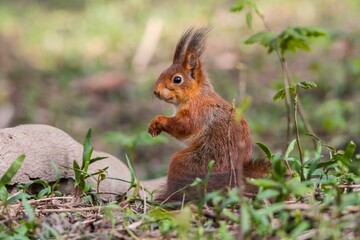 Small, red squirrel stands inquisitively on its hind legs, looking directly into the camera