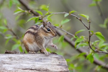 Naklejka na ściany i meble Close-up of an adorable Siberian chipmunk standing on a wooden piece next to tree branches