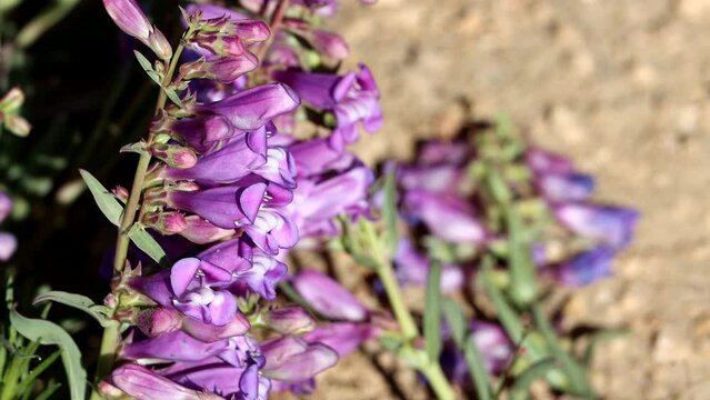 Royal Beardtongue, Penstemon Speciosus, a native perennial monoclinous herb displaying terminal dichasiate thyrse inflorescences during Summer in the San Emigdio Mountains.
