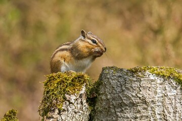 Naklejka na ściany i meble Brown squirrel perched on a moss-covered rock, its cheeks filled with acorns