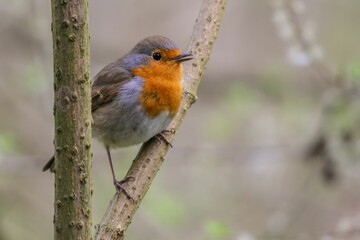 Fototapeta premium European robin bird perched on a branch in a natural outdoor setting
