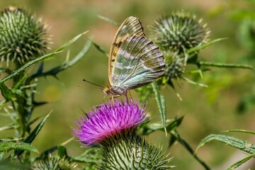 Beautiful butterfly perching atop a vibrant flower in a garden setting