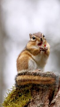 Vertical closeup video of a chipmunk eating nuts on a wood