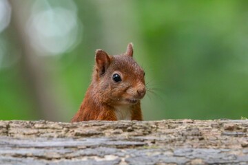 Closeup of An adorable gray squirrel perched atop a wooden log with a blurry background