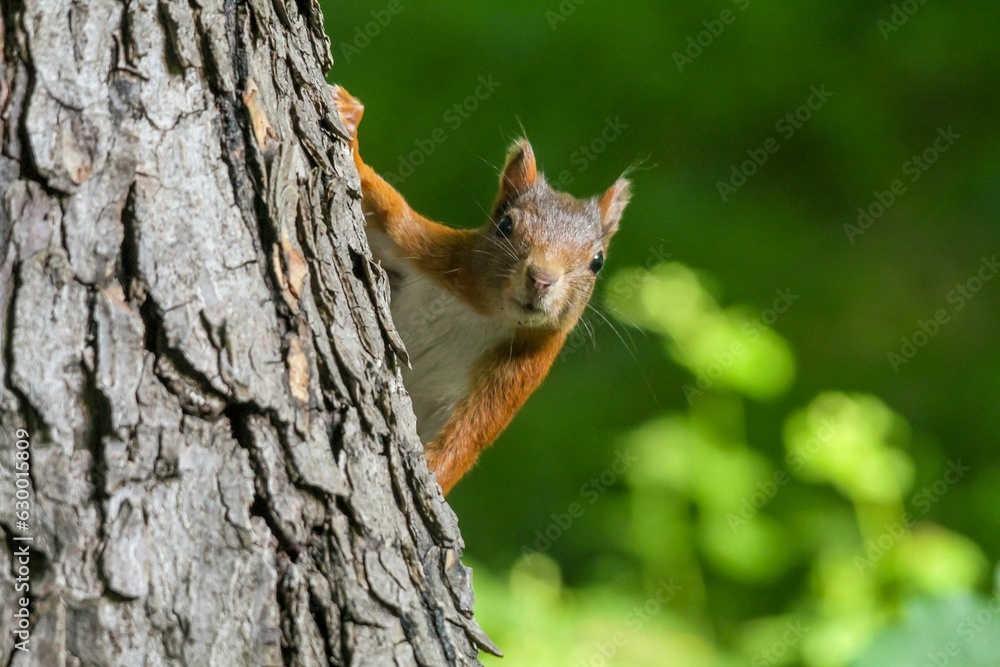 Poster a squirrel climbs on the trunk of a tree and looks to its left