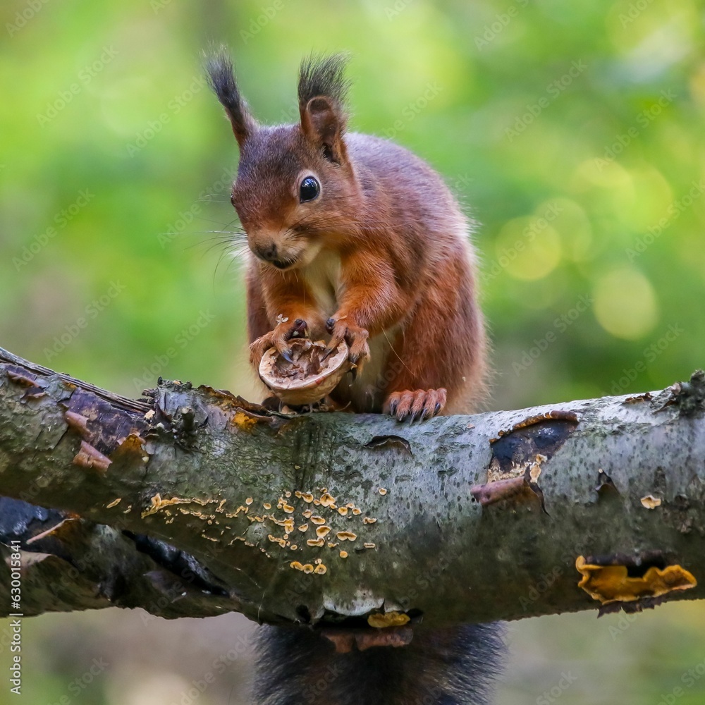 Poster closeup shot of a red squirrel on a tree branch holding a walnut shell.