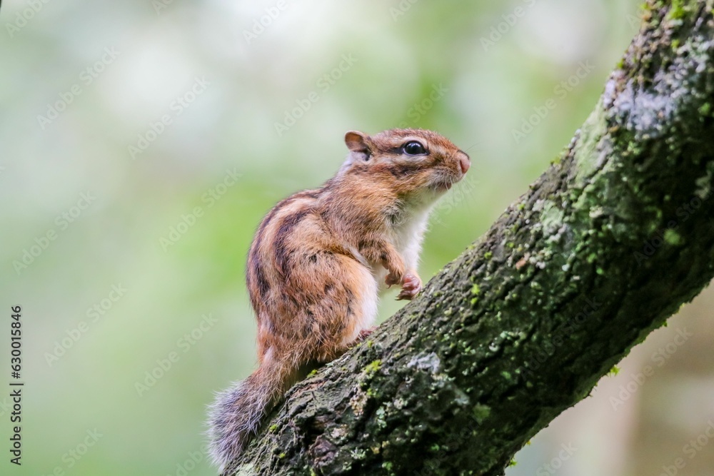 Canvas Prints close-up shot of a siberian chipmunk on a tree branch, eutamias sibiricus.