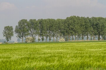 a field with some trees and a building in the distance