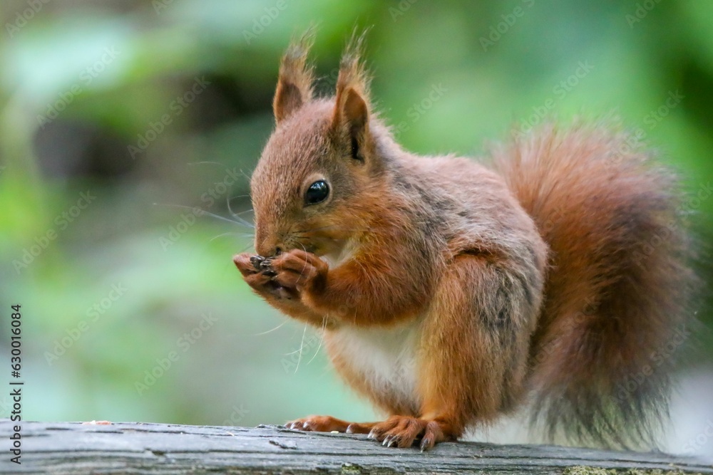 Poster closeup of a red squirrel standing on a log