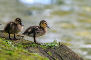 Mallard duckling standing on the side of a grassy hill overlooking a tranquil river