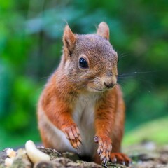 Curious red squirrel in a lush green woodland setting