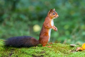 Naklejka na ściany i meble Red squirrel standing on its hind legs in a lush green wooded area