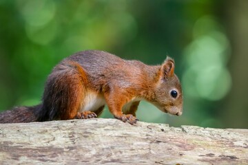 Close-up of a red squirrel standing on a wooden log