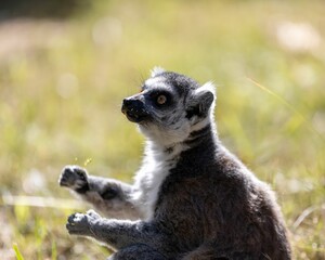 Naklejka na ściany i meble there is a baby lemur standing up with its paws spread out