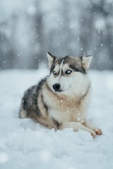 Naklejka premium Siberian Husky is lying in the snow, gazing away into the distance with a contemplative expression