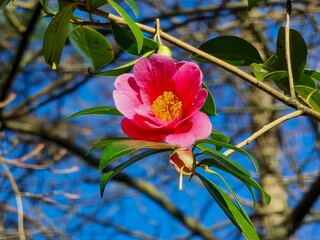 Closeup of camellias blooming in a garden under the sunlight and a blue sky
