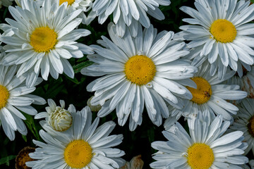 White daisies closeup