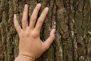 hand hold the tree trunk of pine tree. The photo is suitable to use for nature background and texture background.