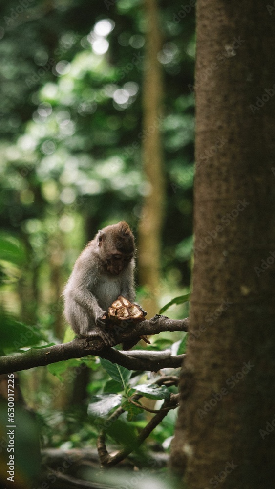 Poster crab-eating macaque in ubud monkey forest, bali.