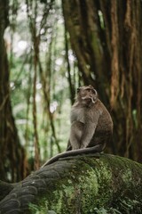 Crab-eating macaque sitting on a mossy statue in Ubud Monkey Forest, Bali.