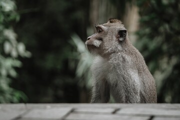 Crab-eating macaque in Ubud Monkey Forest, Bali.