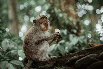 Crab-eating macaque enjoying a delectable banana. Ubud Monkey Forest, Bali.