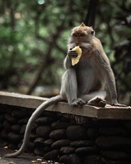 Crab-eating macaque enjoying a piece of food. Ubud Monkey Forest, Bali.