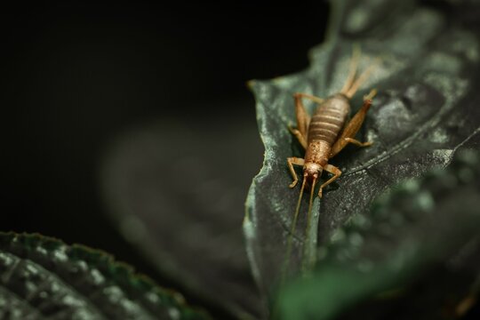 Closeup shot of a cricket on a green leaf.