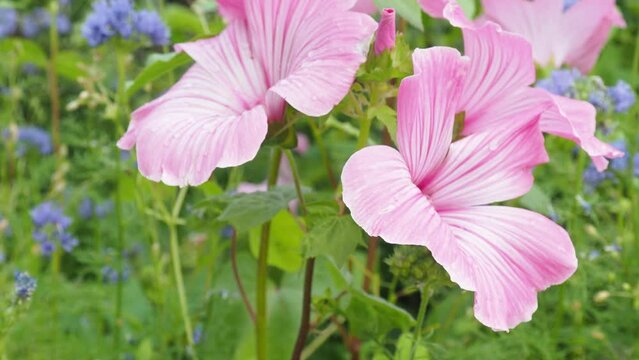 Pink flower of malva trimestris. Bloom lavatera in the garden