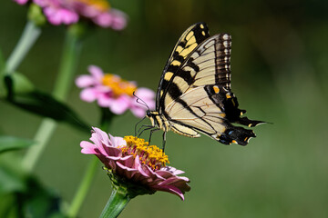 Eastern Tiger Swallowtail butterfly feeding on a pink Zinnia flower.  They are strong fliers, soaring high in trees, fluttering and pursuing nectar in gardens, fields and riverbanks.