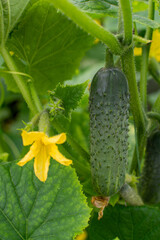 Cucumber growing on the plant and bright new yellow flower