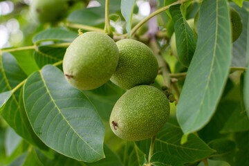 Green unripe walnut growing on tree branch