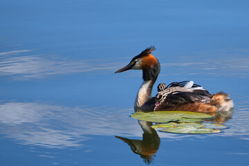 great crested grebe