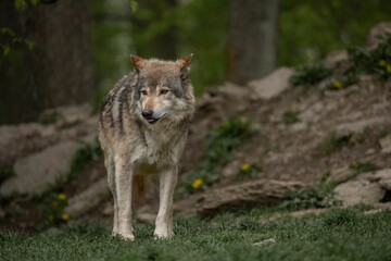 Grey wolf standing in a green meadow in the woods.