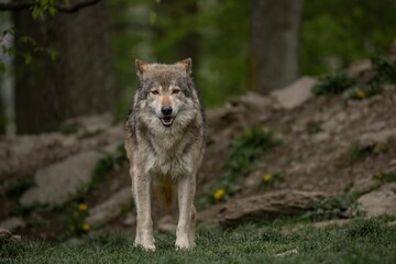 Grey wolf standing in a green meadow in the woods.