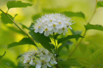 white flowers in the garden