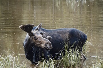 a moose walking through the water in front of trees and grass