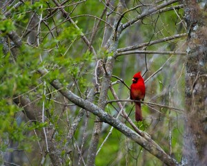 Red cardinal bird standing out from its surroundings