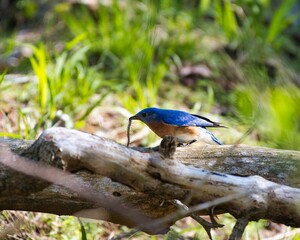 Beautiful bluebird perched on a wooden branch in a grassy field, catching a small centipede