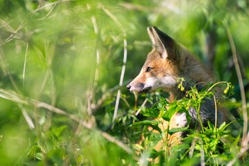 Red fox in a grassy meadow, contemplating the foliage surrounding it