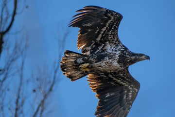 Juvenile bald eagle in full flight against a crisp blue sky, with a barren tree providing a contrast