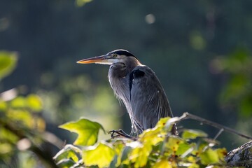 Majestic Great Blue Heron perched on a tree branch, its beak wide open, ready to take flight