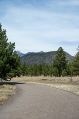 Empty road in a field and pine trees with a mountain in the background, Flagstaff, Arizona