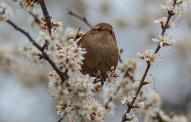 Brown bird perched atop a branch of a tree, basking in the sunlight