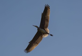 Majestic bird is soaring through the cloudless blue sky