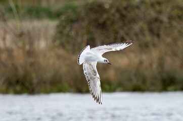 Majestic bird soars through the sky above a tranquil body of water, surrounded by a lush green field