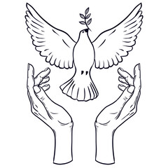 Drawing dove of peace on the white